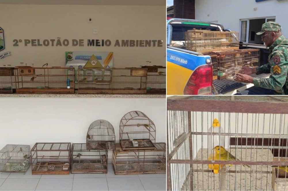 Operação Curupira resulta na apreensão de aves silvestres e multas de R$ 40 mil em Araxá